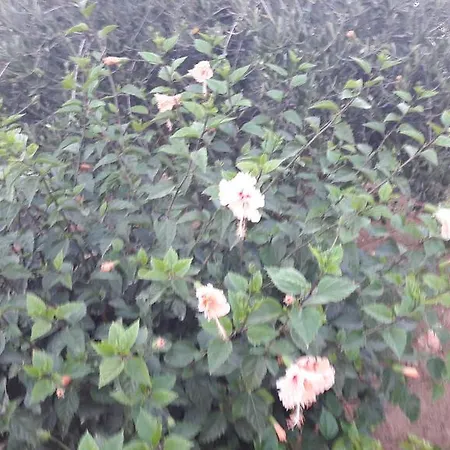 Rania * אנטיפארוס