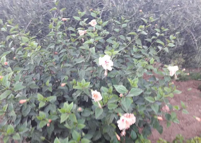 Rania * 안티파로스